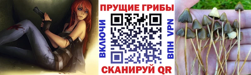 Галлюциногенные грибы мицелий  даркнет сайт  Санкт-Петербург 
