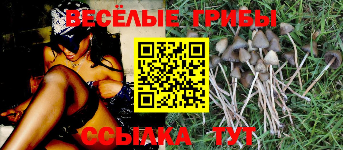 Санкт-Петербург  где найти   Псилоцибиновые грибы мухоморы  Вход с VPN  Псилоцибиновые грибы Psilocybe 